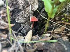 Marasmius plicatulus