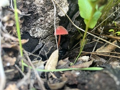 Marasmius plicatulus