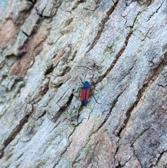 Cardioscarta flavifrons