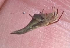 Eriovixia pseudocentrodes