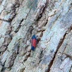 Cardioscarta flavifrons
