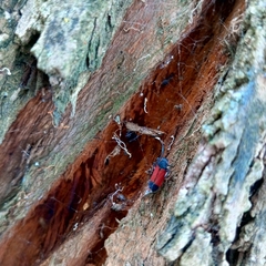 Cardioscarta flavifrons