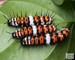 Cethosia penthesilea