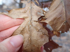 Macrodiplosis qoruca