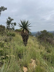 Aloe marlothii marlothii