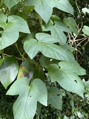 Ipomoea indica