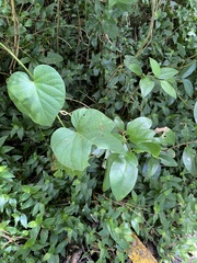 Ipomoea indica