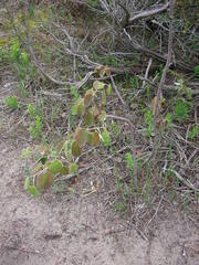 Amelanchier spicata