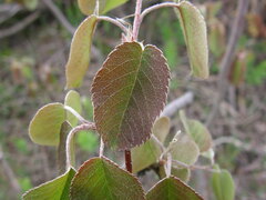 Amelanchier spicata