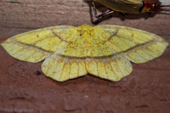 Periclina syctaria