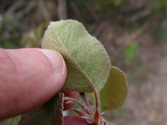 Amelanchier spicata