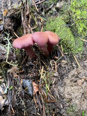 Laccaria amethysteo-occidentalis