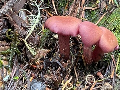 Laccaria amethysteo-occidentalis