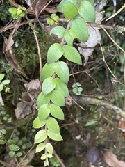 Metrosideros colensoi