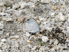 Udara akasa