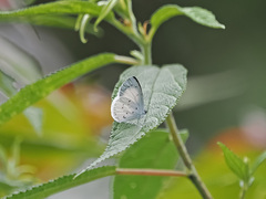 Udara akasa