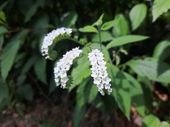 Heliotropium rufipilum