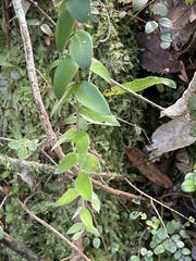 Metrosideros colensoi