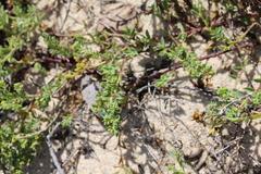 Euphorbia mesembryanthemifolia
