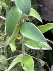 Metrosideros colensoi