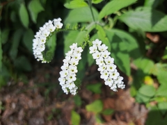 Heliotropium rufipilum