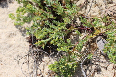 Euphorbia mesembryanthemifolia