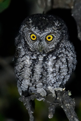 Megascops trichopsis