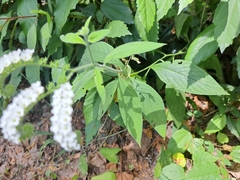 Heliotropium rufipilum