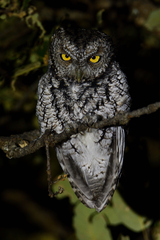 Megascops trichopsis