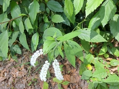 Heliotropium rufipilum