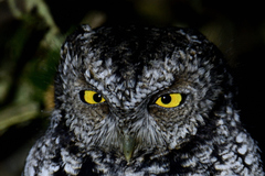 Megascops trichopsis