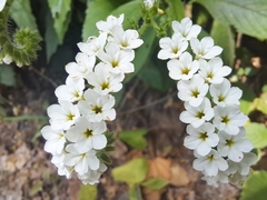 Heliotropium rufipilum