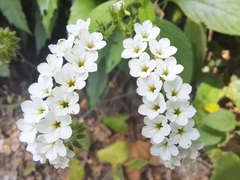 Heliotropium rufipilum