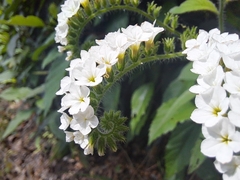 Heliotropium rufipilum