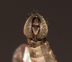 Lasiopogon