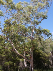 Eucalyptus megacarpa
