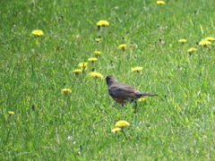 Turdus migratorius image