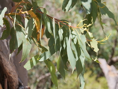 Eucalyptus megacarpa