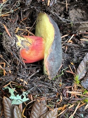 Xerocomellus atropurpureus