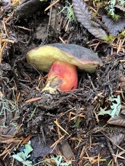 Xerocomellus atropurpureus