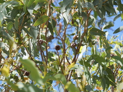 Eucalyptus megacarpa
