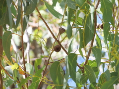 Eucalyptus megacarpa