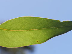 Eucalyptus megacarpa