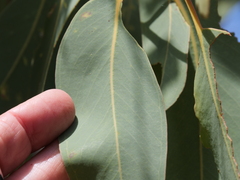 Eucalyptus megacarpa