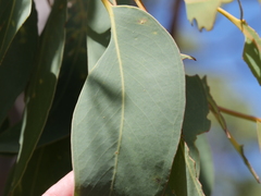 Eucalyptus megacarpa