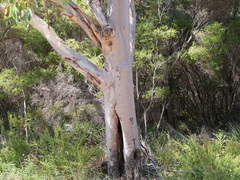 Eucalyptus megacarpa