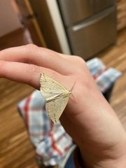 Neoterpes edwardsata