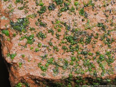 Endocarpon petrolepideum