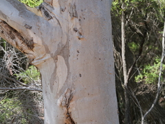 Eucalyptus megacarpa