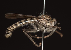 Lasiopogon